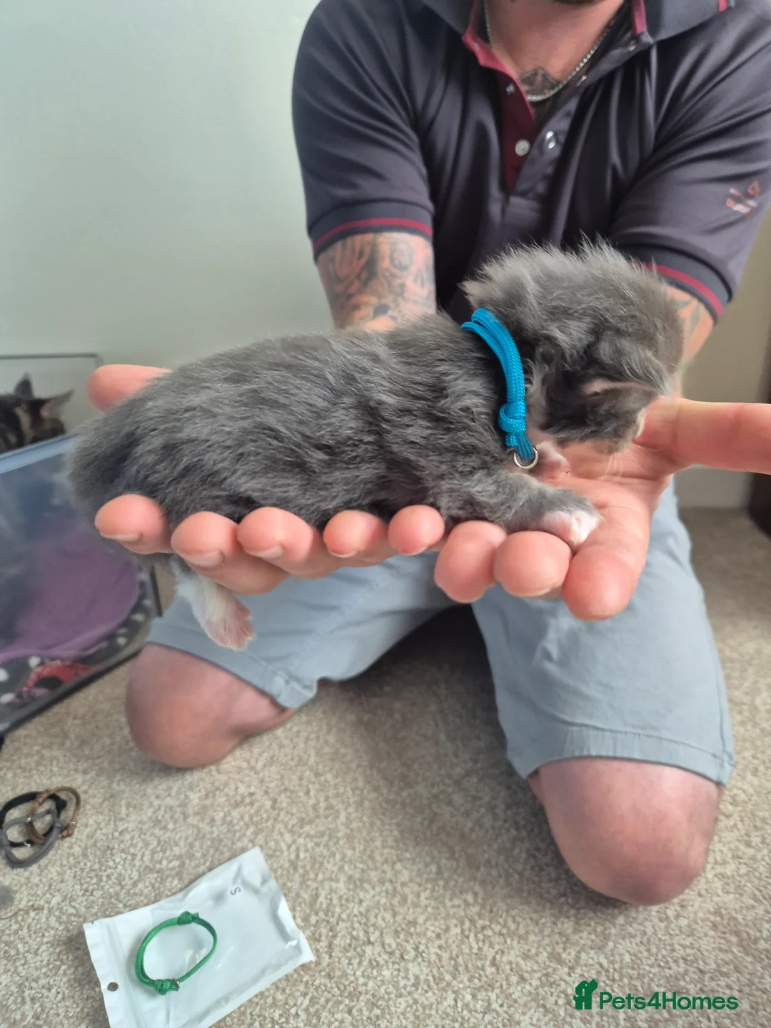Maine Coon cats for sale: Stunning Maine Coons for sale must see 🥰 - Advert 40