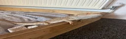 Bearded Dragon reptiles for sale: 2 year old Bearded Dragon for sale in Cannock - Advert 5