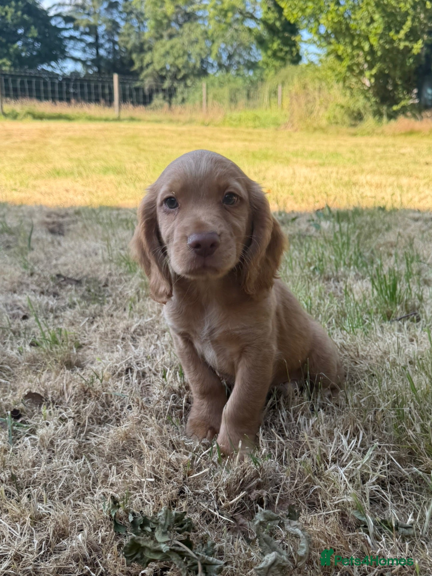 Cocker Spaniel dogs KC Registered Working Cocker Spaniels - Advert 1