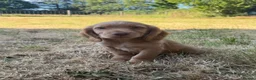 Cocker Spaniel dogs for sale: KC Registered Working Cocker Spaniels - Advert 9