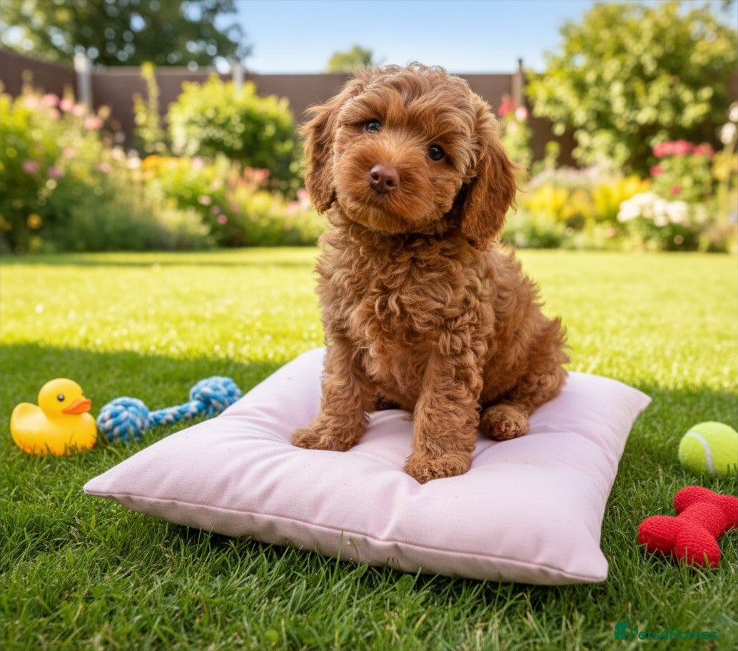 Australian Labradoodle dogs Last minute cancellation💙♥️Australian labradoodle - Advert 2