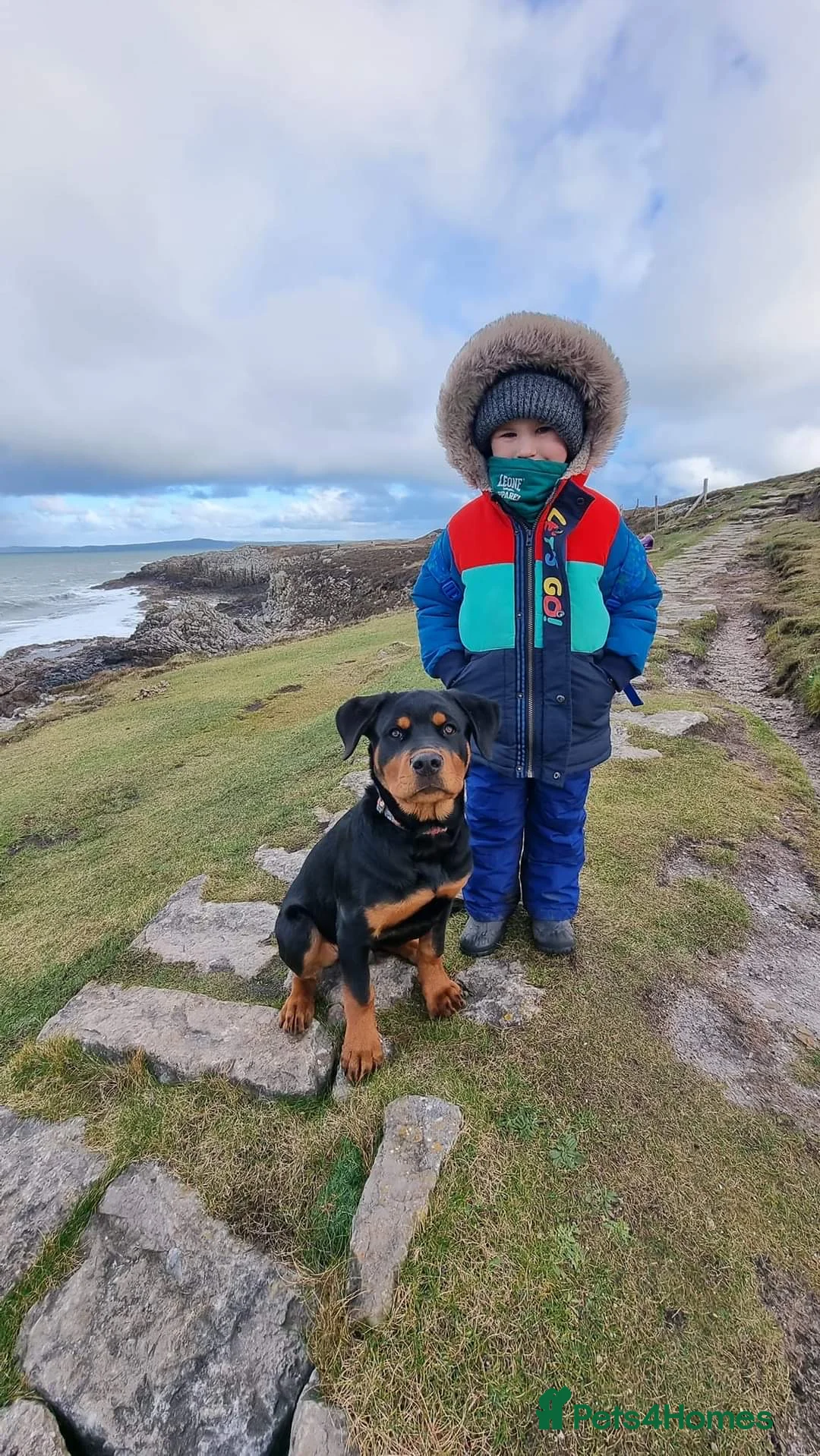 Rottweiler dogs for sale: Rottweiler Puppies Non KC Registered Litter in Gaerwen - Advert 2