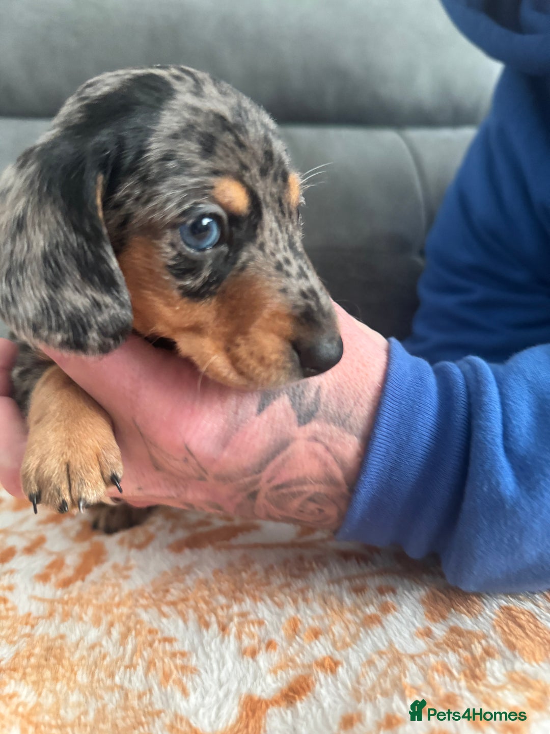 Miniature Dachshund dogs for sale: Male miniature Dachshund  - Advert 5
