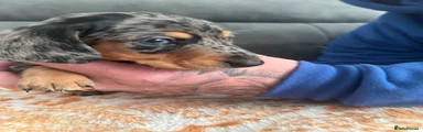 ***Miniature Dachshund Puppy, 8 weeks Ready to go***