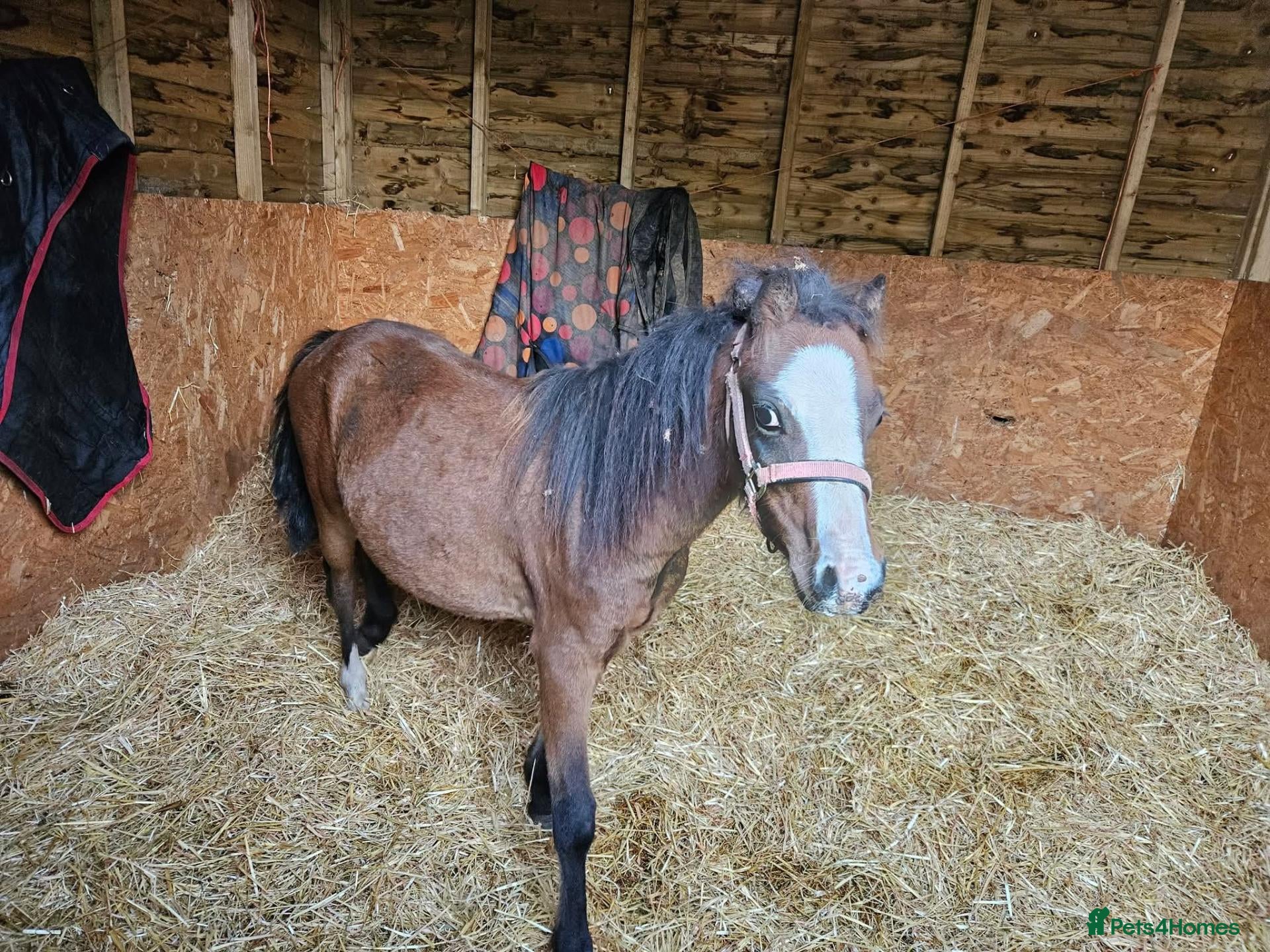 Irish Thoroughbred horses Welsh pony colt 1.5yrs old   - Advert 2