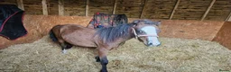 Irish Thoroughbred horses for sale: Welsh pony colt 1.5yrs old   - Advert 2