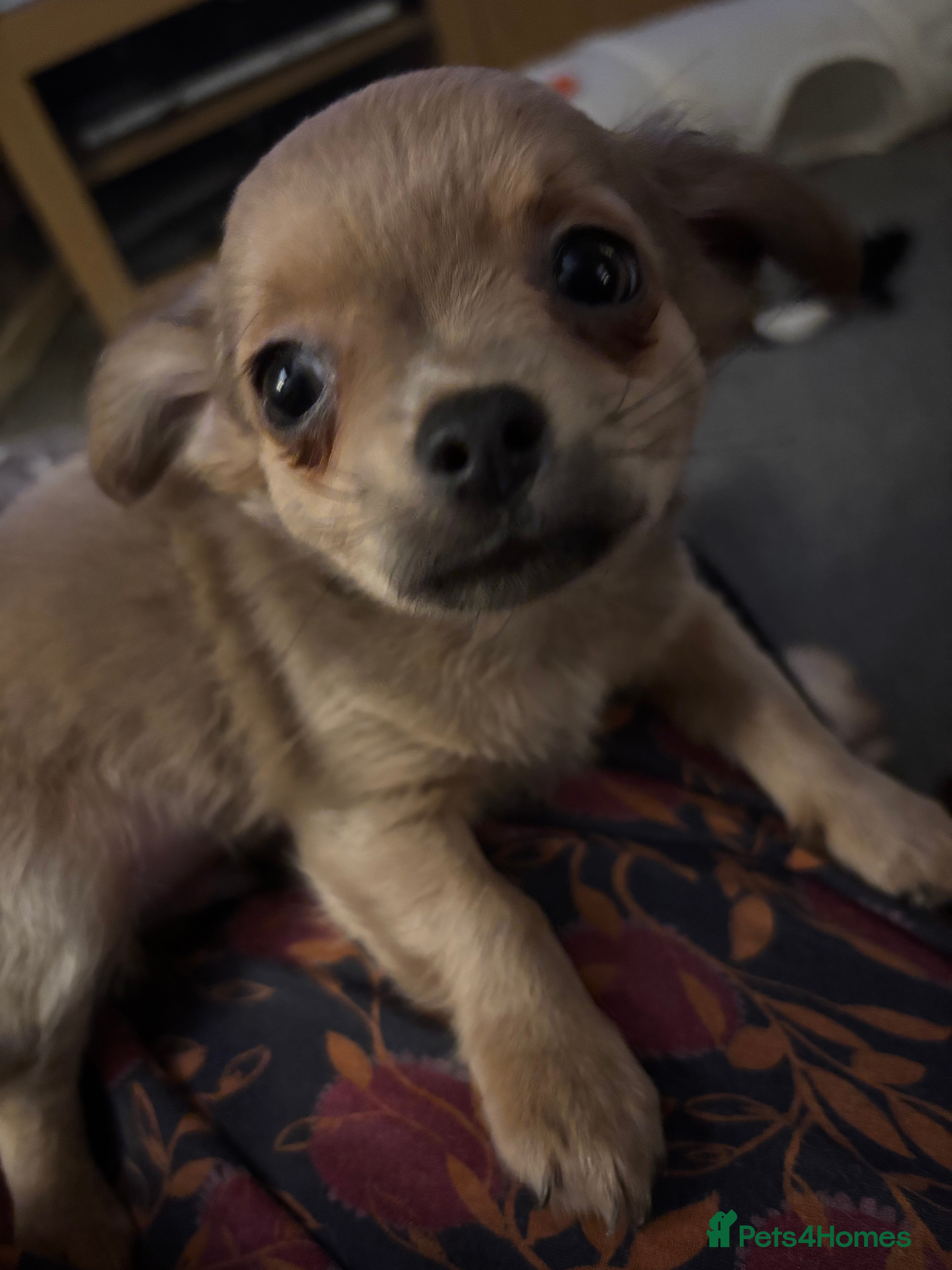 Chihuahua dogs KC Registered Chihuahua puppies available  - Advert 5