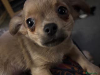 Chihuahua dogs KC Registered Chihuahua puppies available - Advert 2