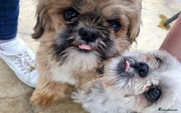 Shih Tzu dogs for sale: 3 lovely looking shih zue puppys. - Image 4