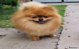 Pomeranian dogs for sale: Beautiful 5-Month-Old Pomeranian Girl for Sale  - Image 9