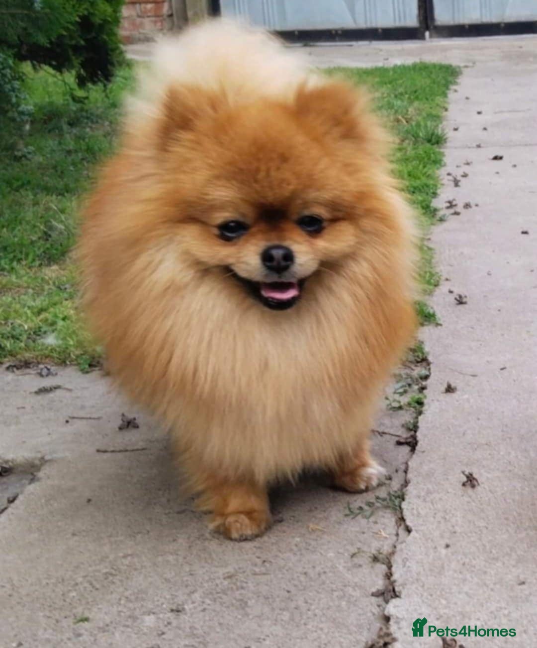 Pomeranian dogs for sale: Beautiful 5-Month-Old Pomeranian Girl for Sale  - Image 9