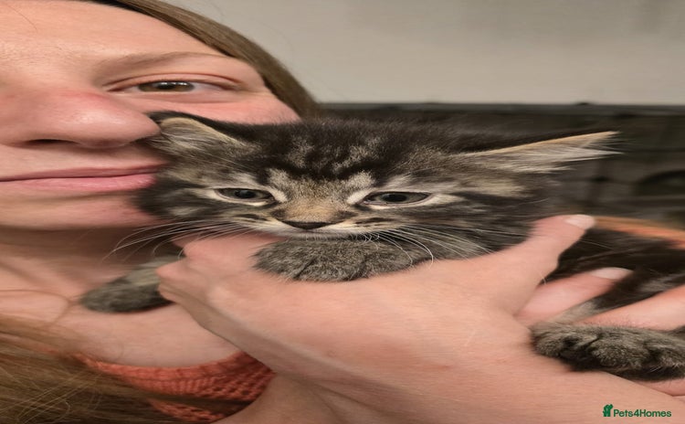 American Shorthair cats for sale in Hounslow - Advert 4
