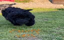 Goldendoodle dogs for sale:  F1b golden doodle puppies ready to go.  in Llandeilo - Image 19