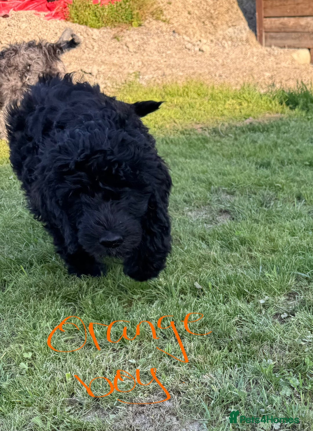 Goldendoodle dogs for sale:  F1b golden doodle puppies ready to go.  in Llandeilo - Image 19