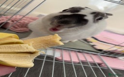 English Spot rabbits for sale: Female rabbit for sale  - Image 6