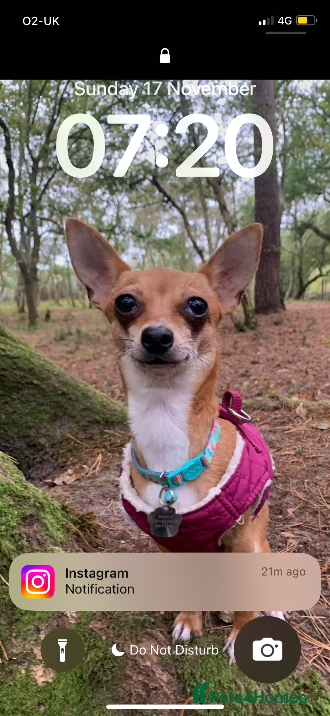 Chihuahua dogs for sale: Mum and daughter chihuahua must go together  - Advert 13