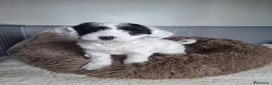 Tibetan Terrier 1