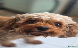 Cavapoo dogs for sale: Beautiful phantom F1B cavapoos - Image 4