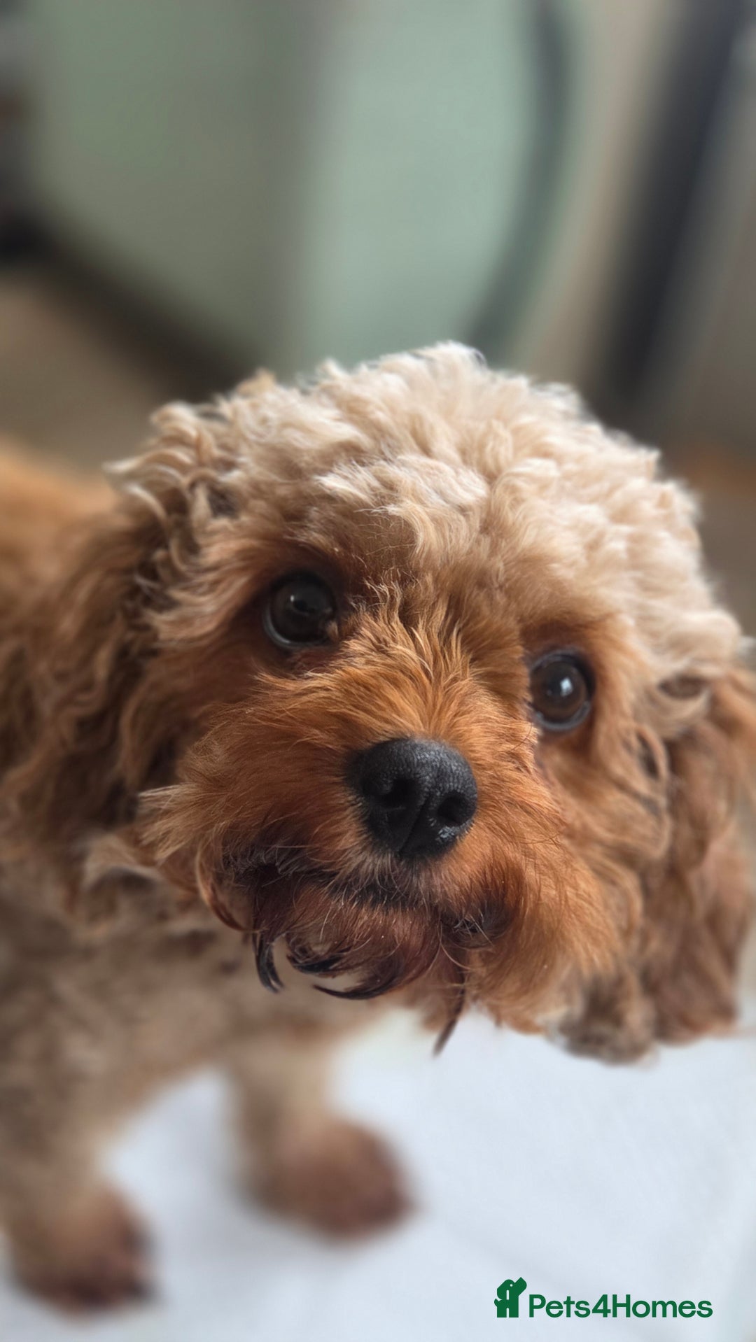 Cavapoo dogs for sale: Beautiful phantom F1B cavapoos - Image 4