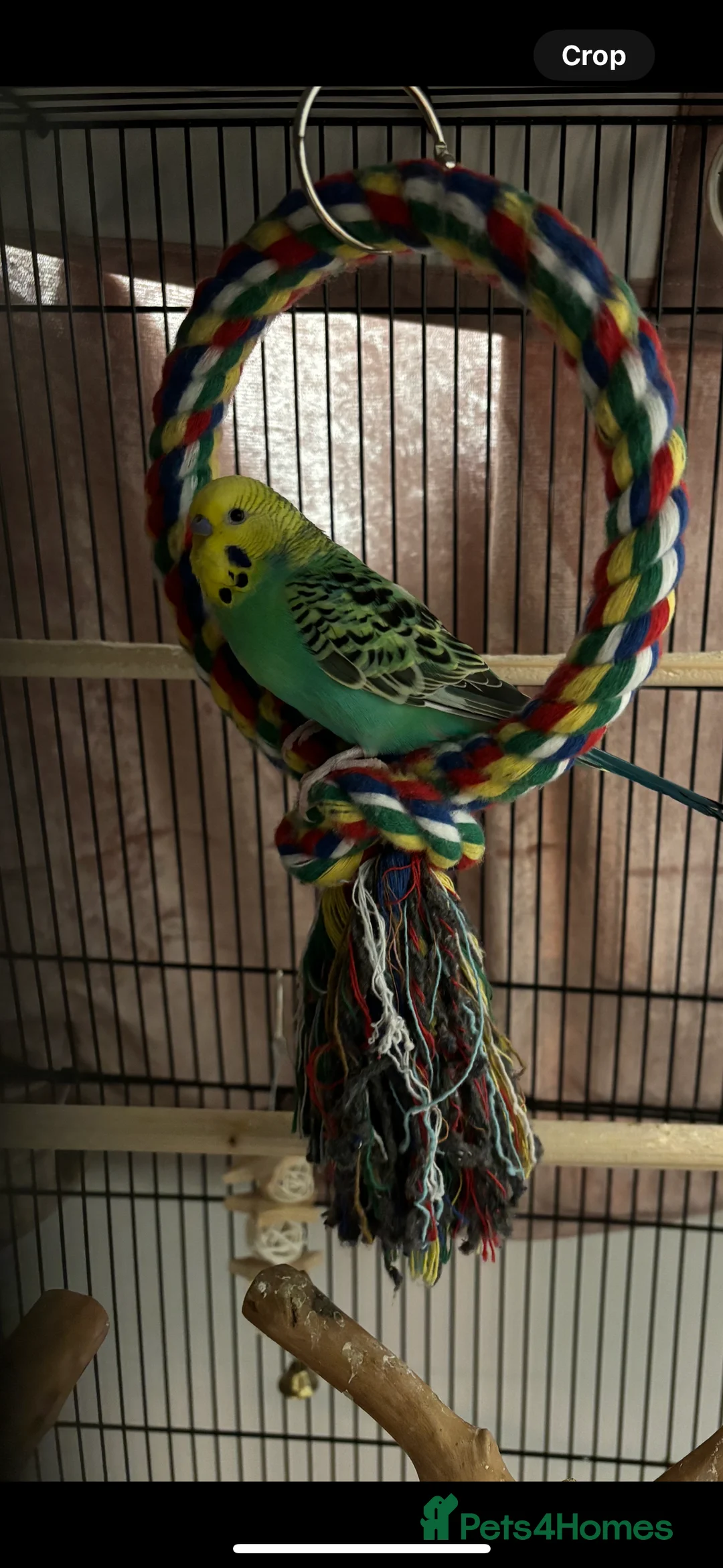Budgerigars birds for sale: 2 budgies+everything else included  - Advert 2