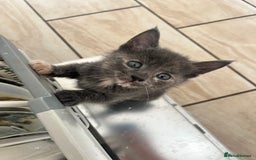 British Longhair cats for sale: British blue cross. 2 females left - Image 6