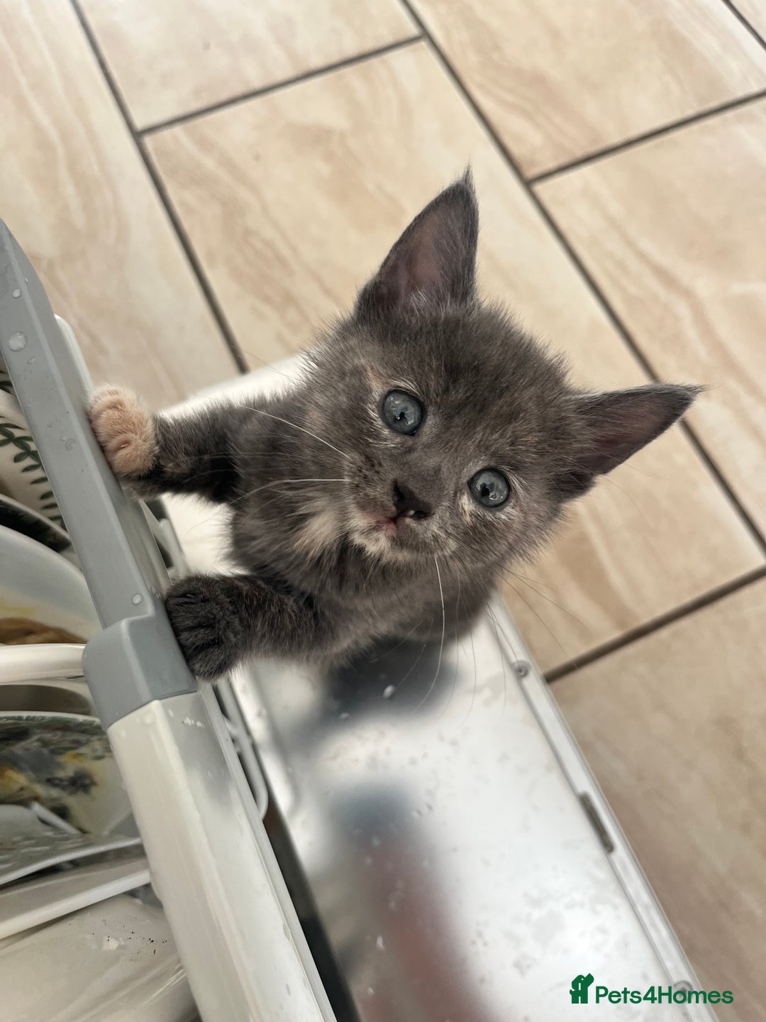 British Longhair cats for sale: British blue cross. 2 females left - Image 6