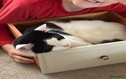 Mixed Breed cats for sale: Gorgeous 2 year old male lap cat  - Image 4