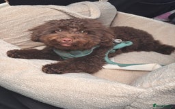 Toy Poodle dogs for sale: Toy poodle puppy  - Image 9