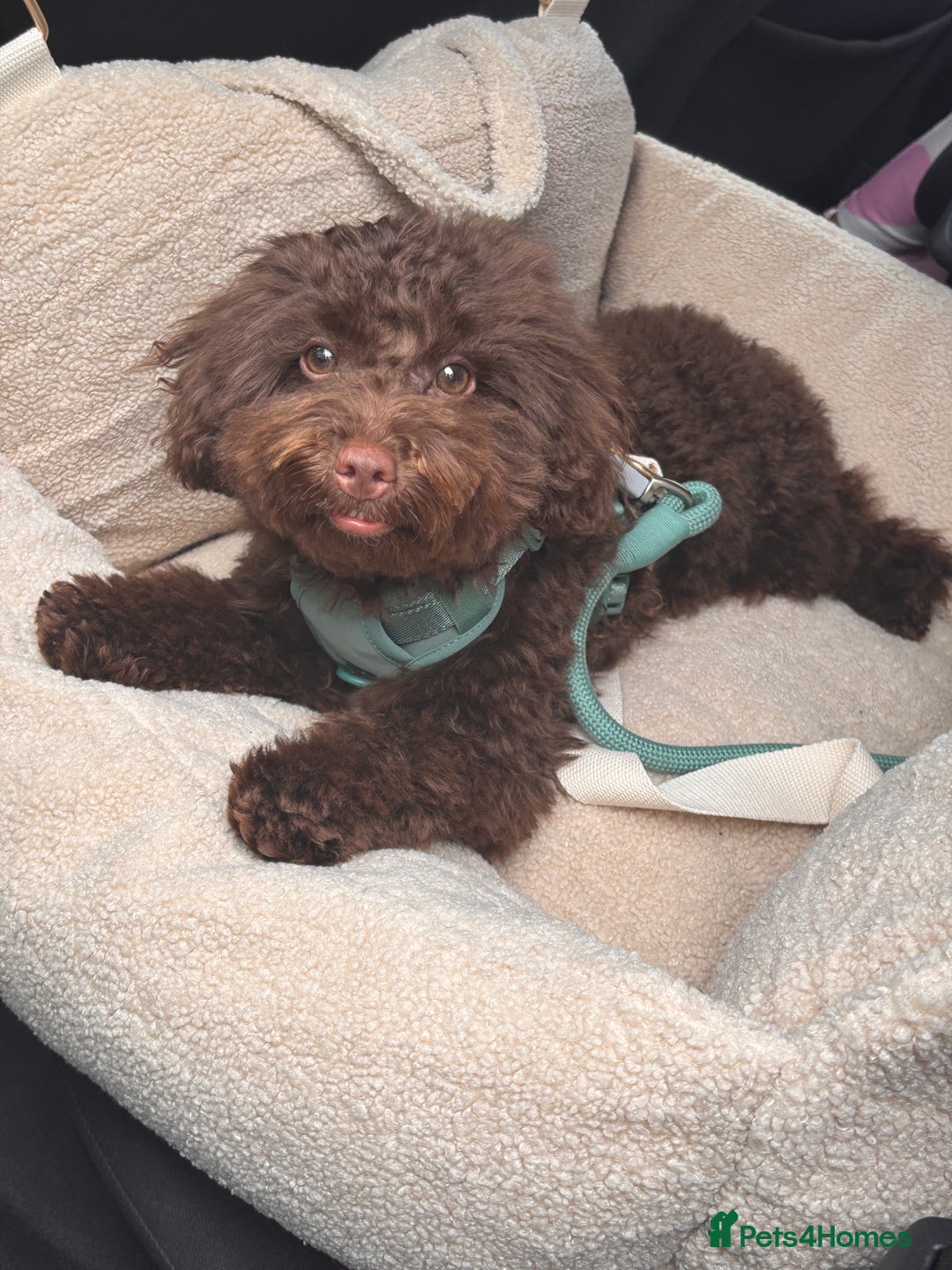 Toy Poodle dogs for sale: Toy poodle puppy  - Image 9