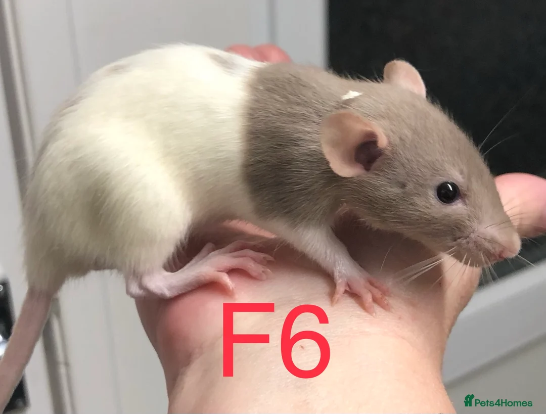 Rat rodents for sale: Beautiful tame fancy rats - Advert 6