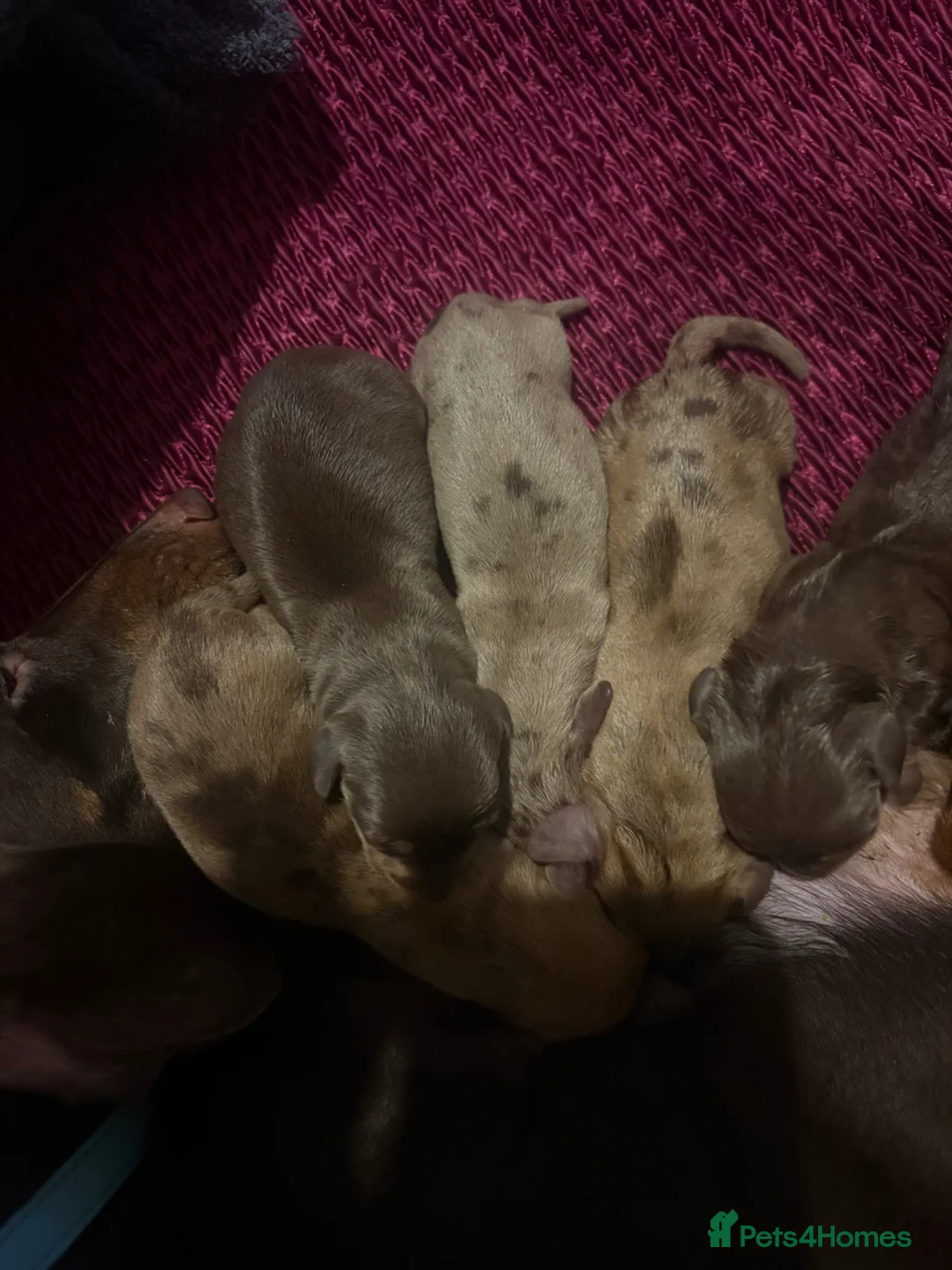 Dachshund dogs for sale: Beautiful miniature dachshunds ready to go - Advert 6