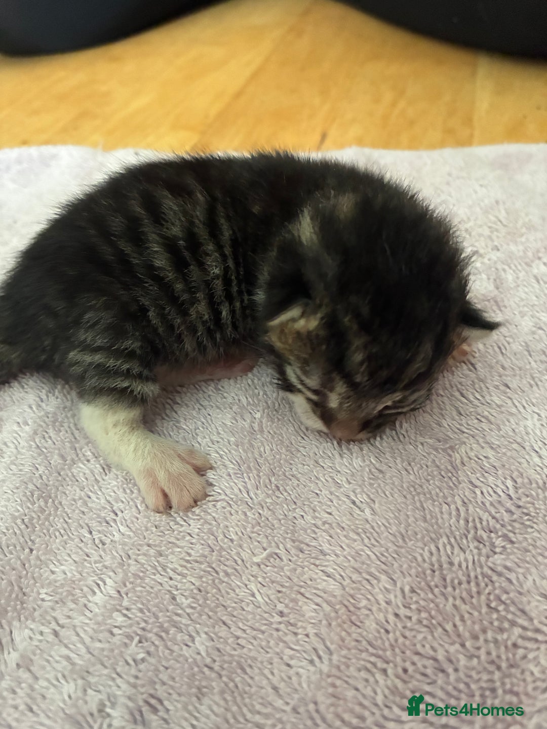 Mixed Breed cats for sale: 2 beautiful boy kittens for sale - Image 4
