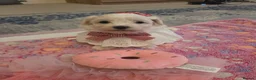 Maltese dogs for sale: Cute puppies❤️💜🩵🩶 - Advert 22