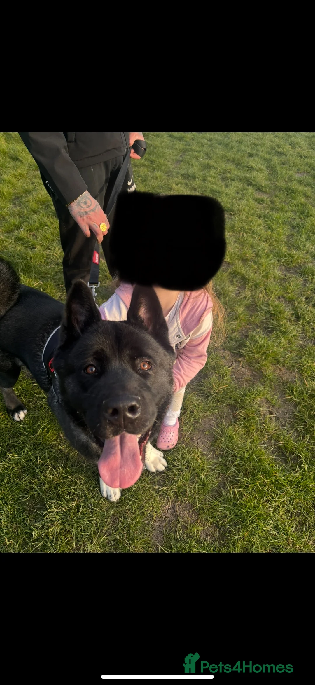 Akita dogs for sale: 18 month old male Akita for sale - Advert 7