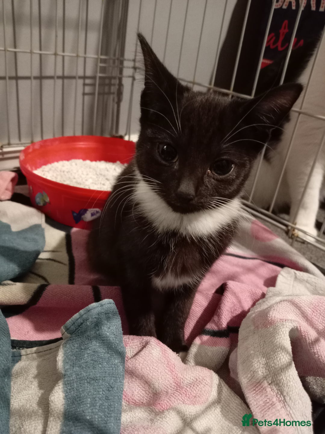 Mixed Breed cats for sale: Beautiful female kitten  - Advert 1