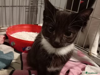 Mixed Breed cats Beautiful female kitten - Advert 1