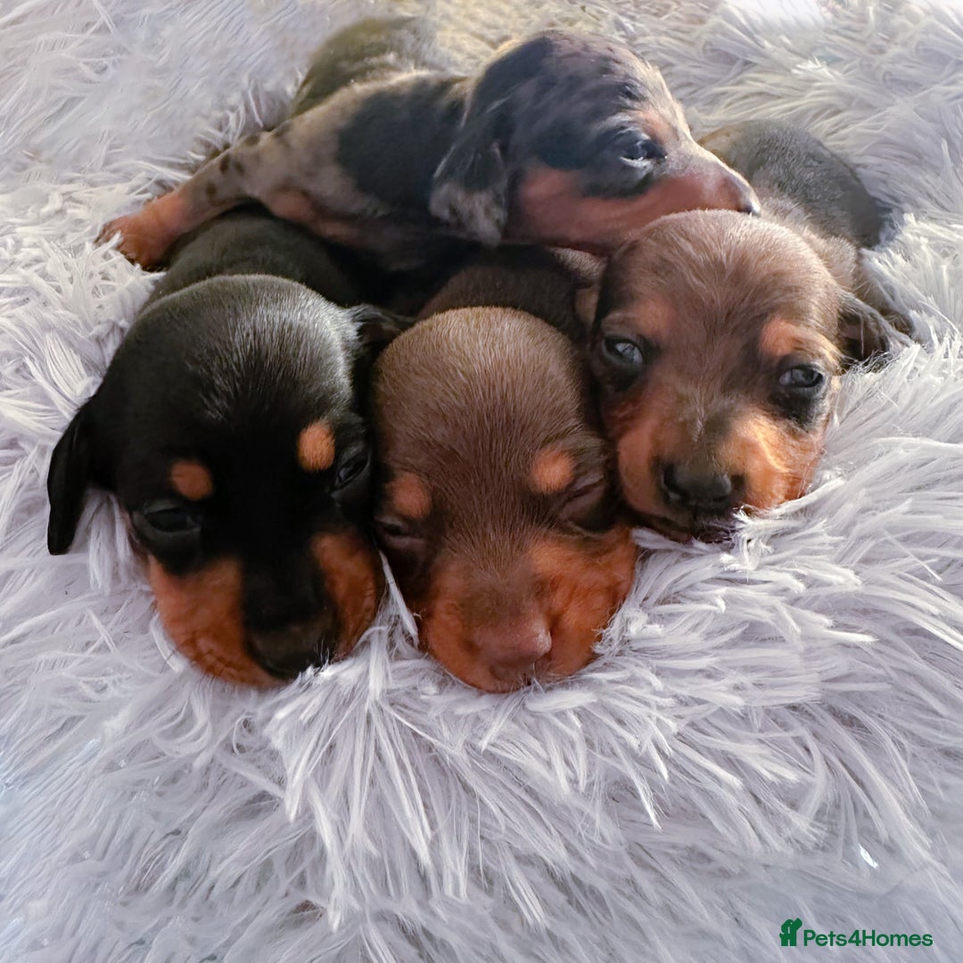 Miniature Dachshund dogs for sale: 4 KC Reg Miniature Dachshund - 3 Boys & 1 Girl - Advert 1