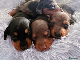 Miniature Dachshund dogs 4 KC Reg Miniature Dachshund - 3 Boys & 1 Girl - Advert 1
