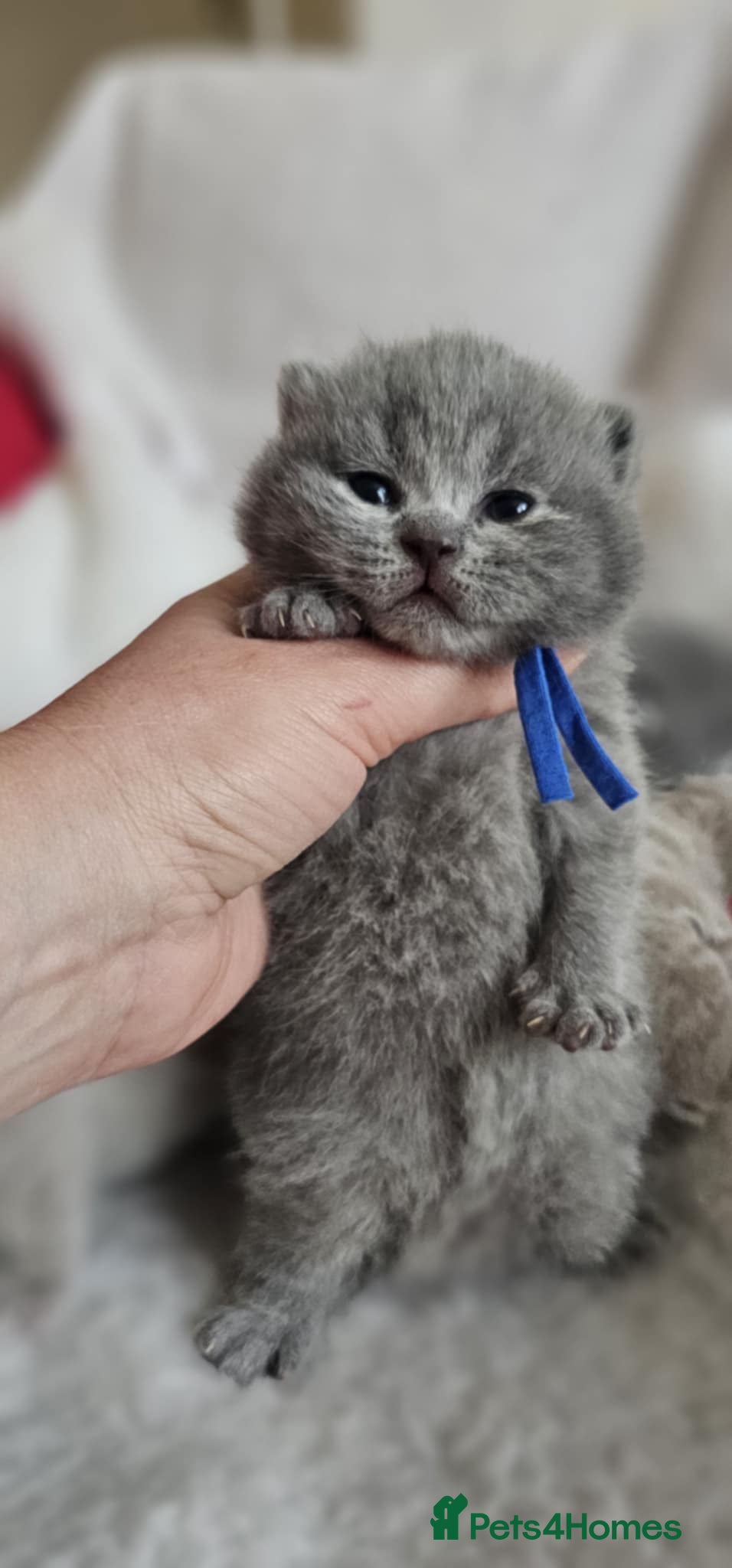 British Shorthair cats High-Quality British Shorthair Kittens GCCF🐾 - Advert 9