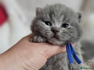 British Shorthair cats High-Quality British Shorthair Kittens 🐾 - Advert 5