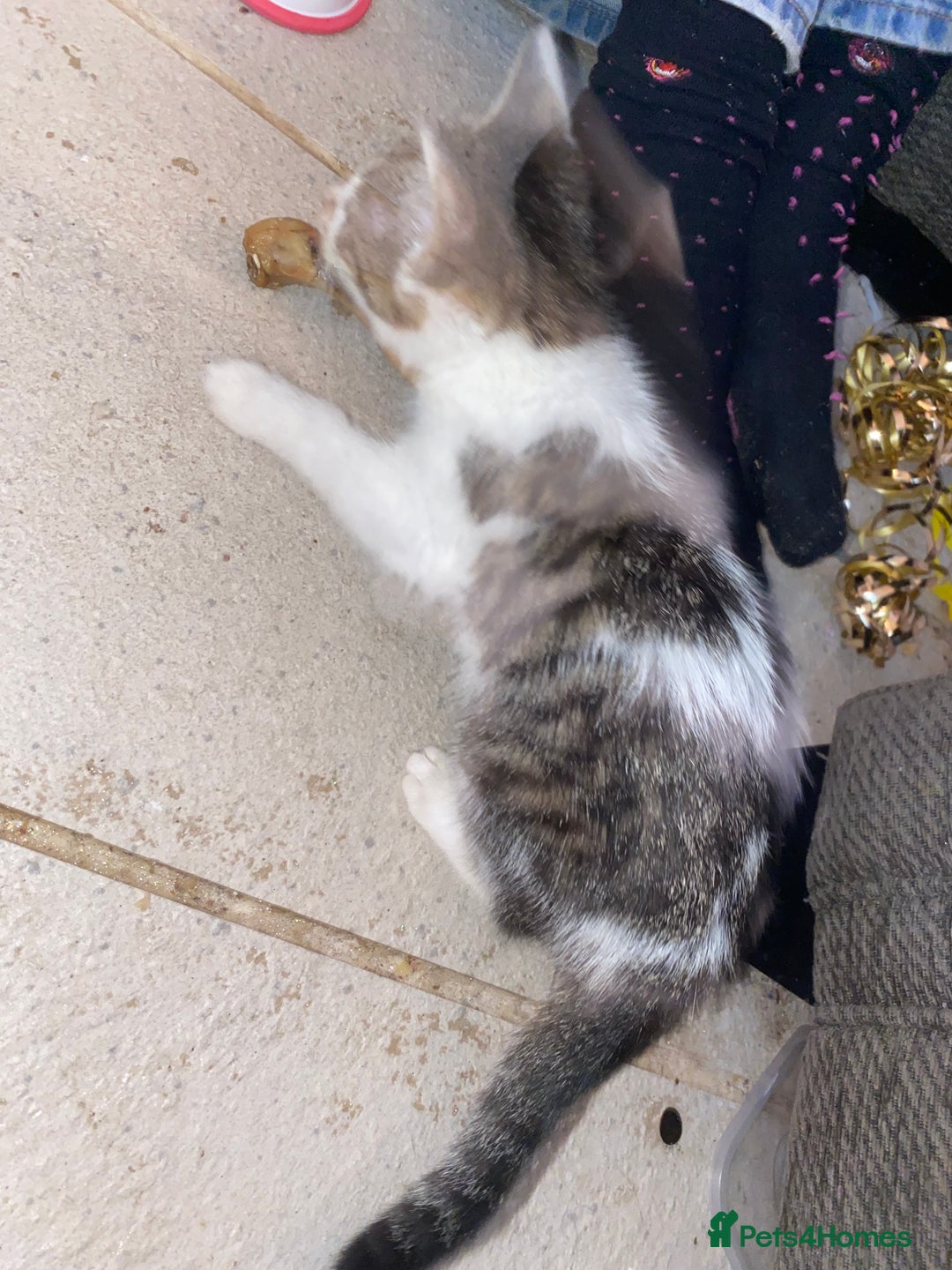 Mixed Breed cats for sale: kittens Bengal x microchipped flea/worm.insured.  - Image 11