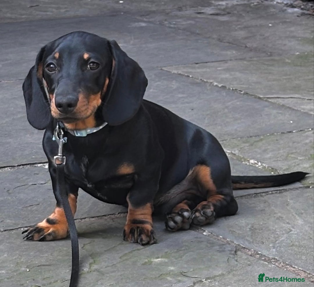 Miniature Dachshund dogs for sale: Miniature dachshund for sale  - Advert 6