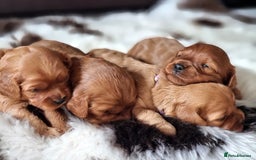 Cavapoo dogs for sale: 🎀 Beautiful F1 Cavapoo Puppies 🎀 - Image 2