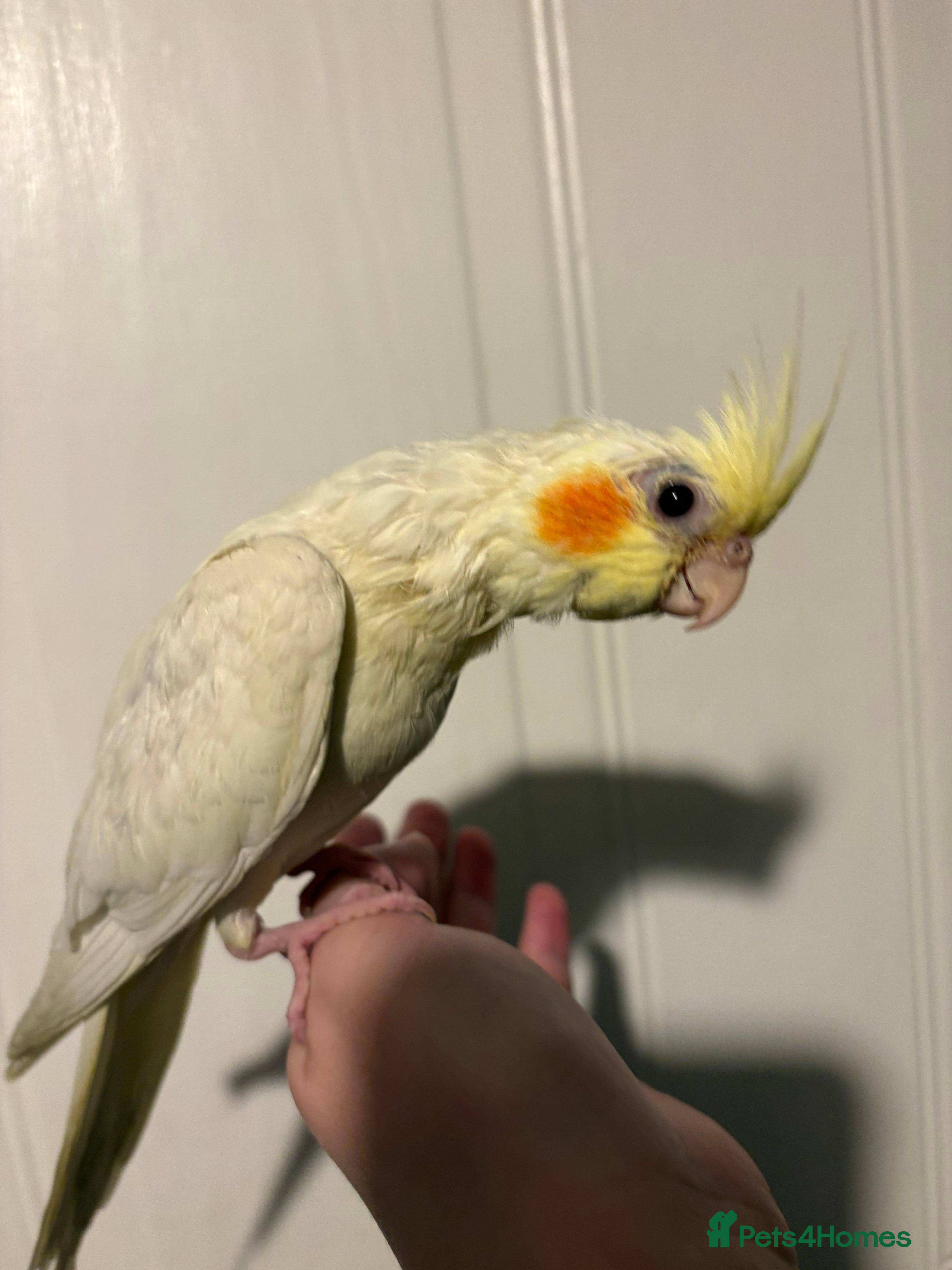 Cockatiels birds Handed reared baby cockatiel  - Advert 1