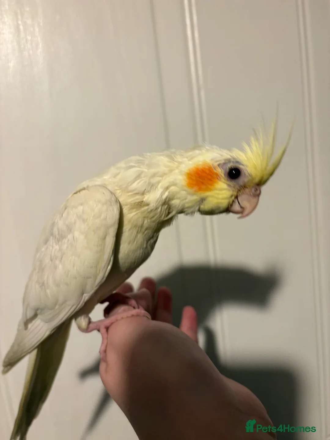 Cockatiels birds for sale: Handed reared baby cockatiel  - Advert 1