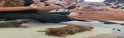 French Bulldog dogs for sale: French bulldog  - Advert 8