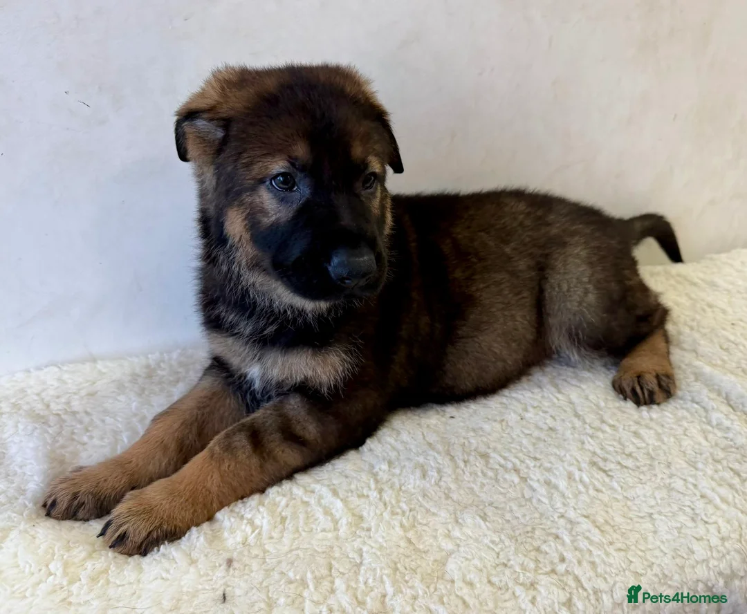 German Shepherd dogs for sale: DDR Working Line GSD Puppies Rare Working Lines - Advert 21