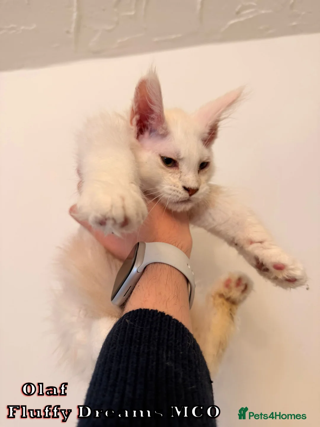 Maine Coon cats for sale: Olaf & Lilo active or non-active TICA REGISTRATION - Advert 2