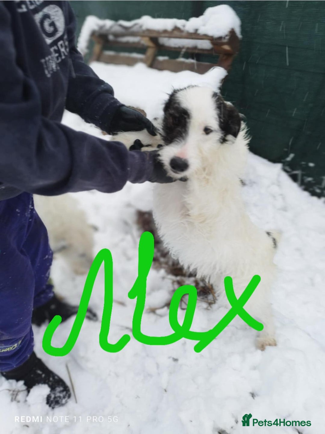 Mixed Breed dogs for adoption: 🤍 Alex 🤍 Confident cuddle-bug for a Loving Home - Advert 2