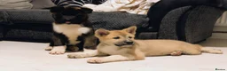 Akita dogs for sale: KC registered male/female American  akita  - Advert 10